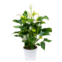 Антуриум Андреанум White Champion купить