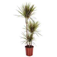 Драцена Маргината 3 ствола 140 купить