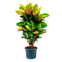 Кротон Kl Gem 5 Srt 12/35 см купить