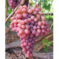 Виноград кишмиш Лучистый купить