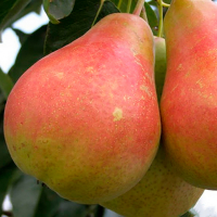 Груша Милада купить