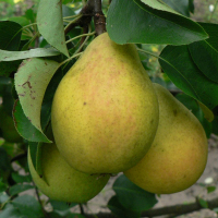 Груша Яблуновская купить