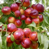 Нектарін Мадам Бланшет купить