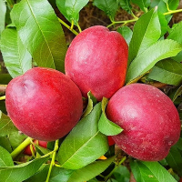 Нектарин Супер Квін купить