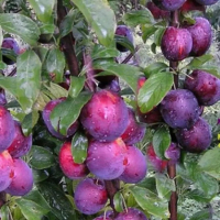 Слива карликова Блю Світ купить