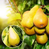 Груша карликова Делікор купить