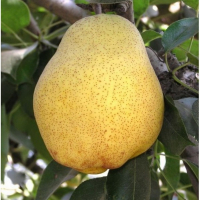 Груша Киффер купить