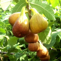 Инжир Медовий купить