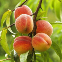 Персик Червневий Ранній купить