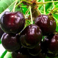 Черешня Жабуле купить