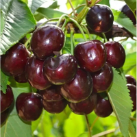 Черешня Роял Хелен купить