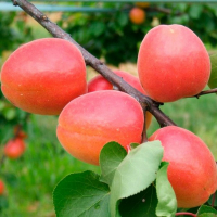 Абрикоса Вондер Кот (giga pack) купить