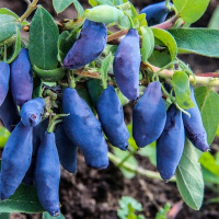 Жимолість Захоплення (merry green) купить