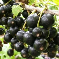 Смородина чорна Бен Гарен (minimotte) купить