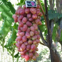 Виноград Анжелика купить