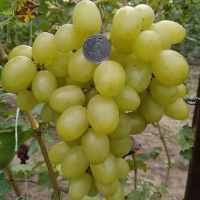 Виноград Біла надія купить