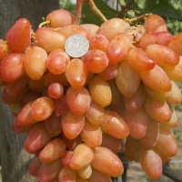 Виноград Діксон купить