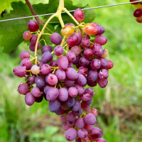 Виноград Імператриця купить