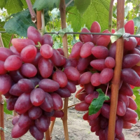 Виноград Коронный купить