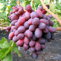 Виноград Королева Марго купить