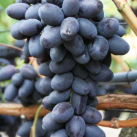 Виноград Чорний Кришталь купить