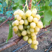 Виноград Ленд Крузер купить