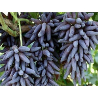 Виноград Хеллоуин синий купить