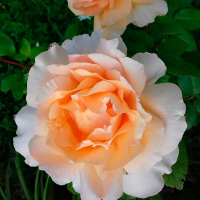 Роза чайно-гибридная Казанова купить