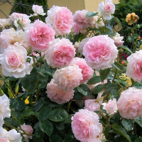 Роза чайно-гибридная Александра Принцесс де Люксембург купить