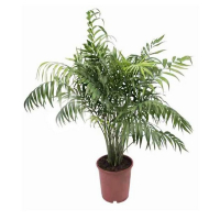 Хамедорея Сейфрізі купить