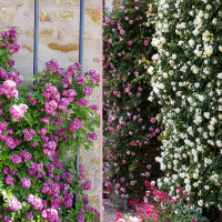 Троянда плетиста мікс купить