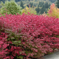 Бересклет крылатый Компактус купить