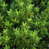 Бересклет японский Микрофиллуc купить