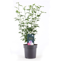 Гібіскус сирійський Триколор купить