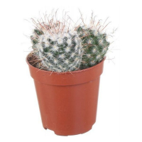 Кактус mix 3 plakbloemen купить