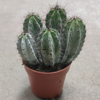 Поласкія Chichipe купить